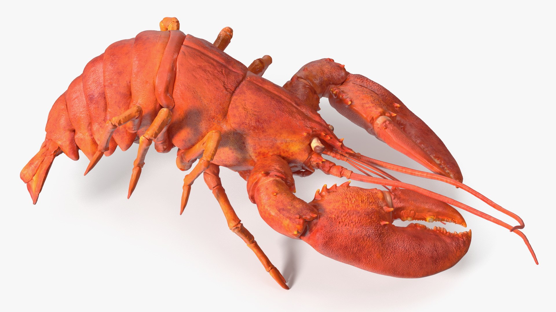 3D Boiled Lobster Rigged model https://p.turbosquid.com/ts-thumb/bd/keN0Z6/iF/boiled_lobster_rigged_013/jpg/1751369711/1920x1080/fit_q87/54cab1a85314deb64160296df6bafde109bfffda/boiled_lobster_rigged_013.jpg