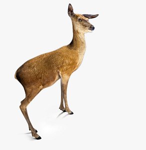 rigged deer fbx