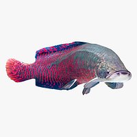 Fish Arapaima Gigas Low-poly