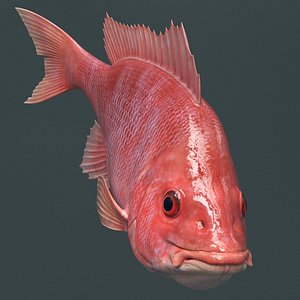 3D Campeche Red Snapper Eating Rigged For Maya Animated