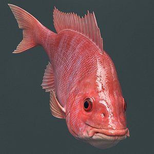 Campeche Red Snapper Eating Rigged For Maya Animated