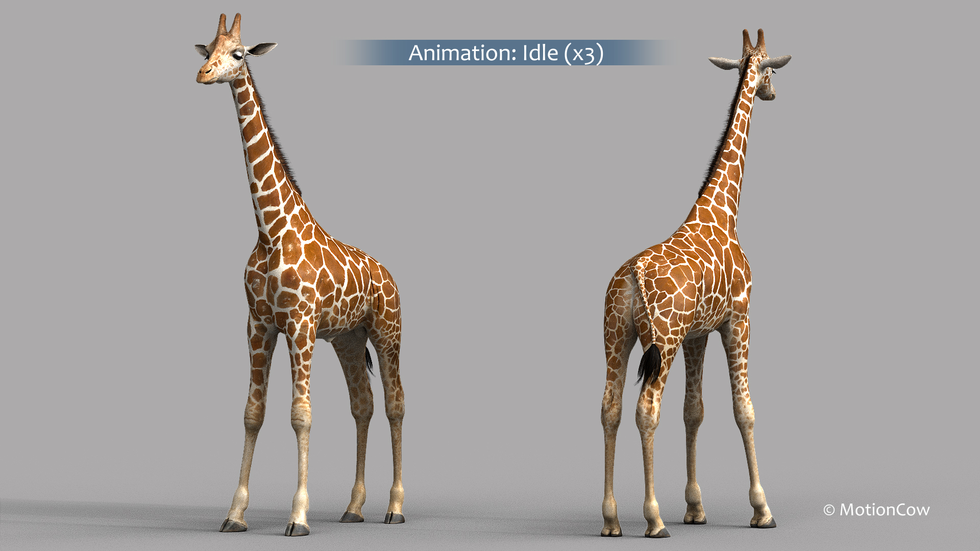 3D Realistic Rigged Animation - TurboSquid 1436301