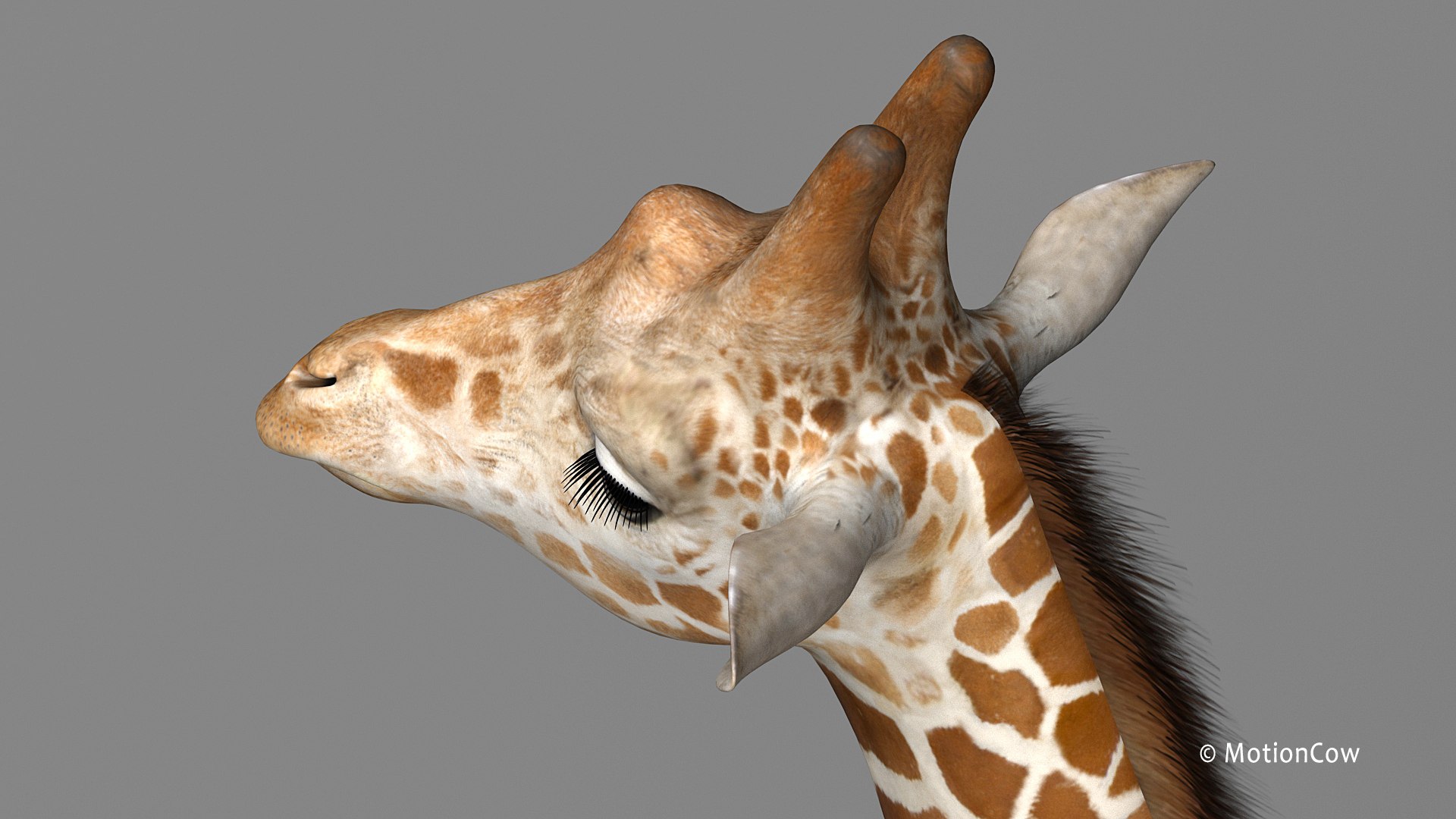 3D Realistic Rigged Animation - TurboSquid 1436301
