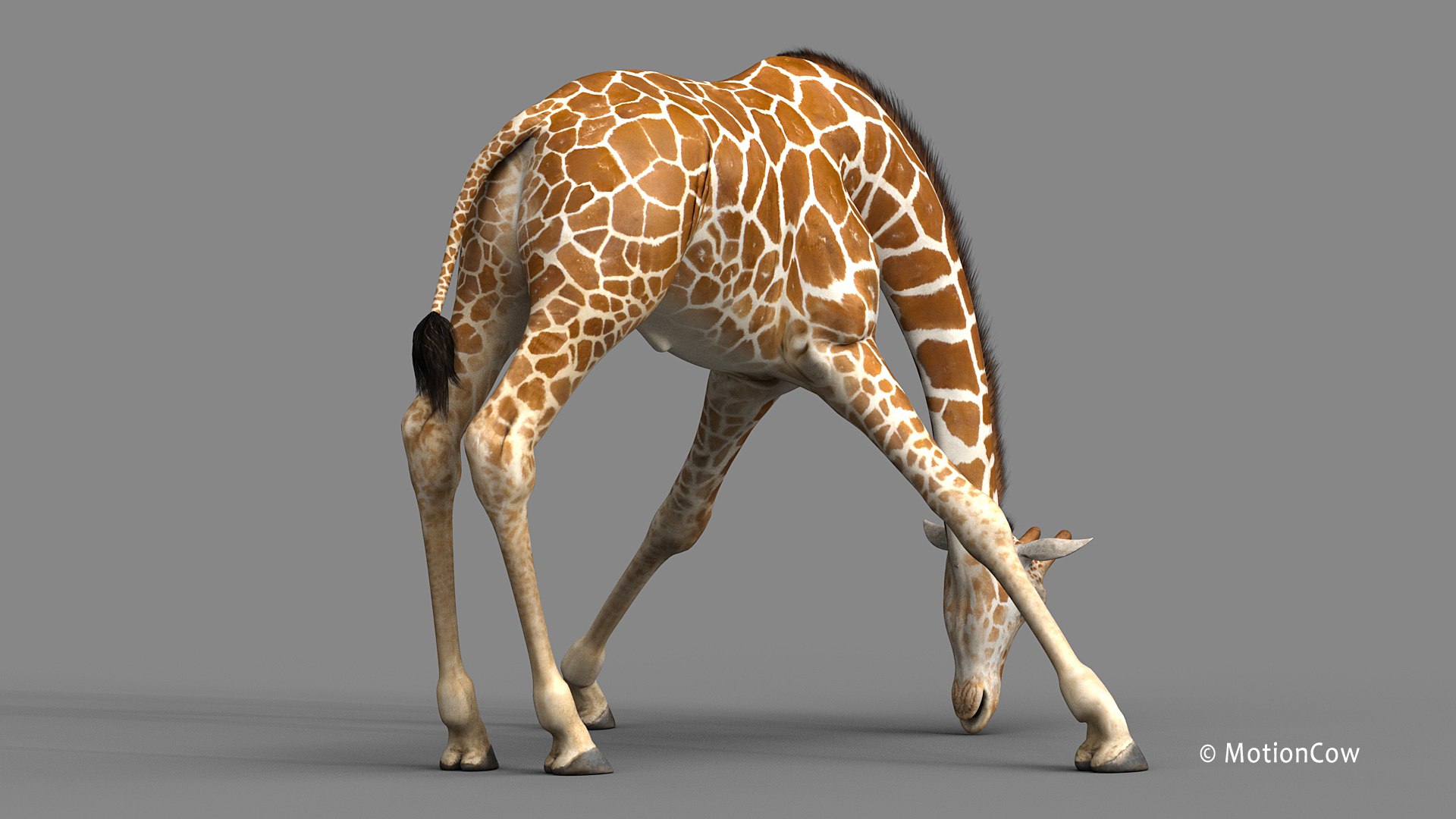 3D Realistic Rigged Animation - TurboSquid 1436301