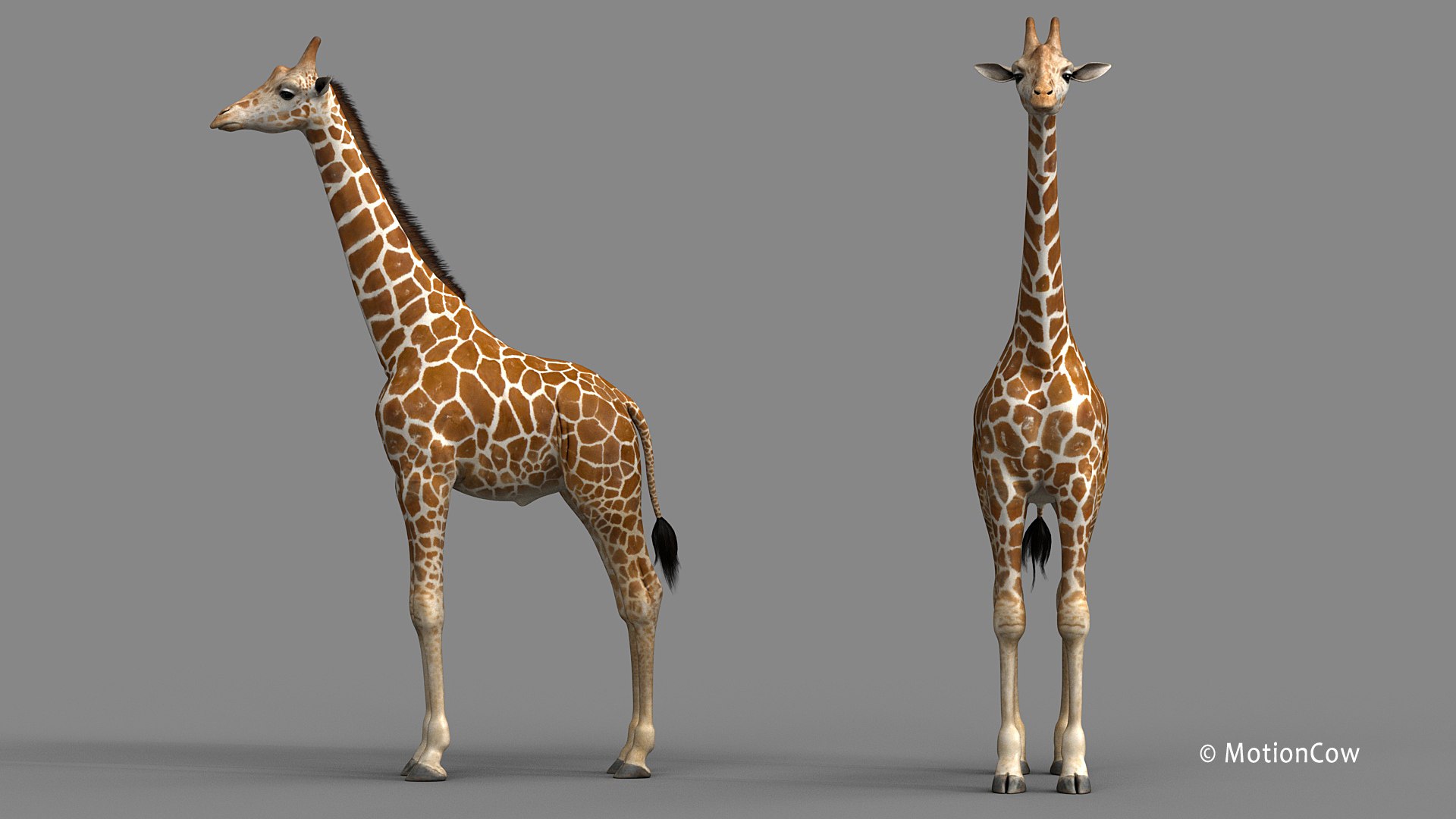 3D Realistic Rigged Animation - TurboSquid 1436301