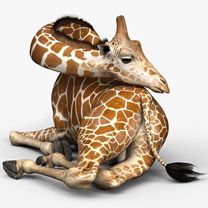 Giraffe 3D Models for Download | TurboSquid