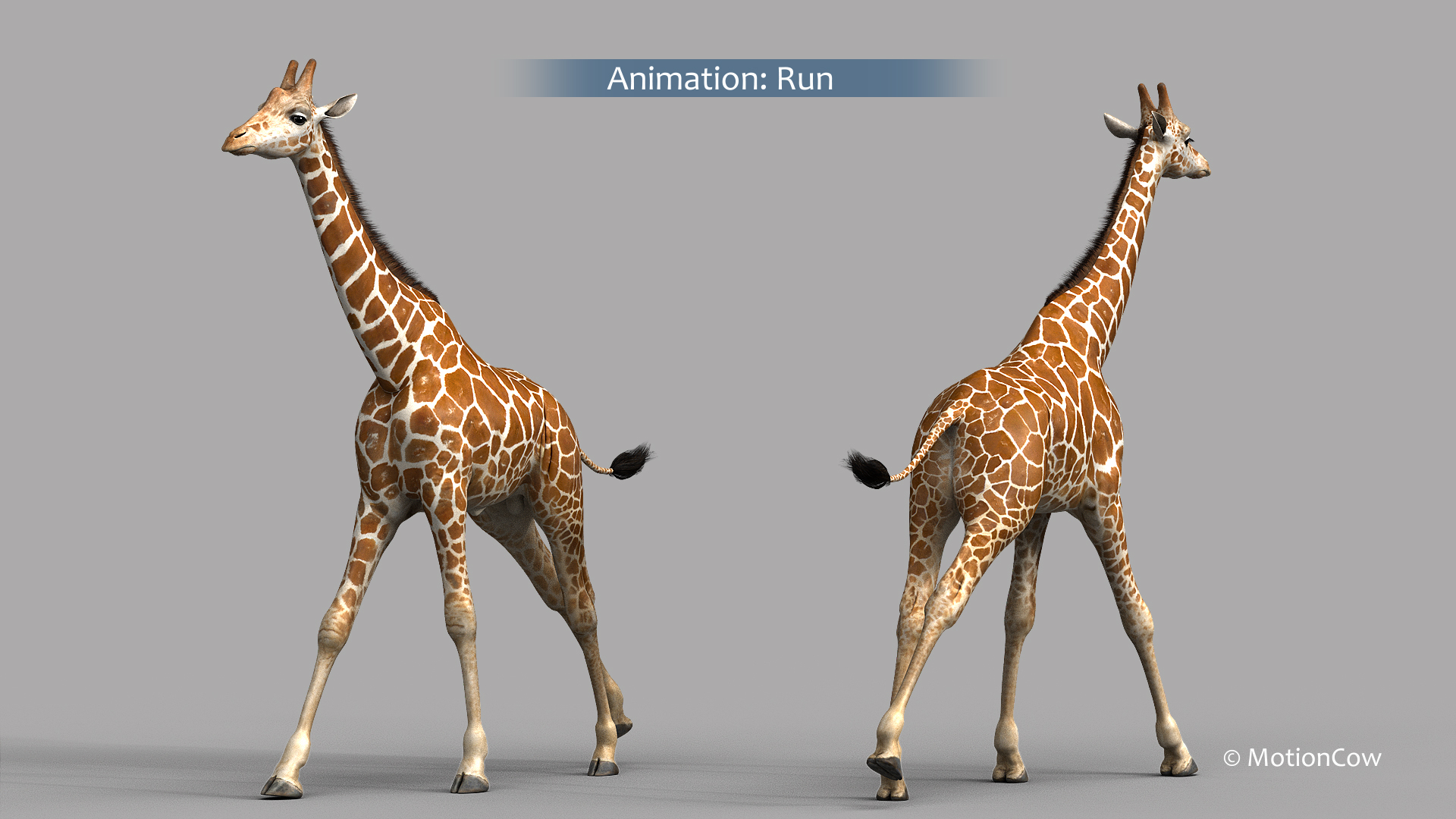 3D Realistic Rigged Animation - TurboSquid 1436301