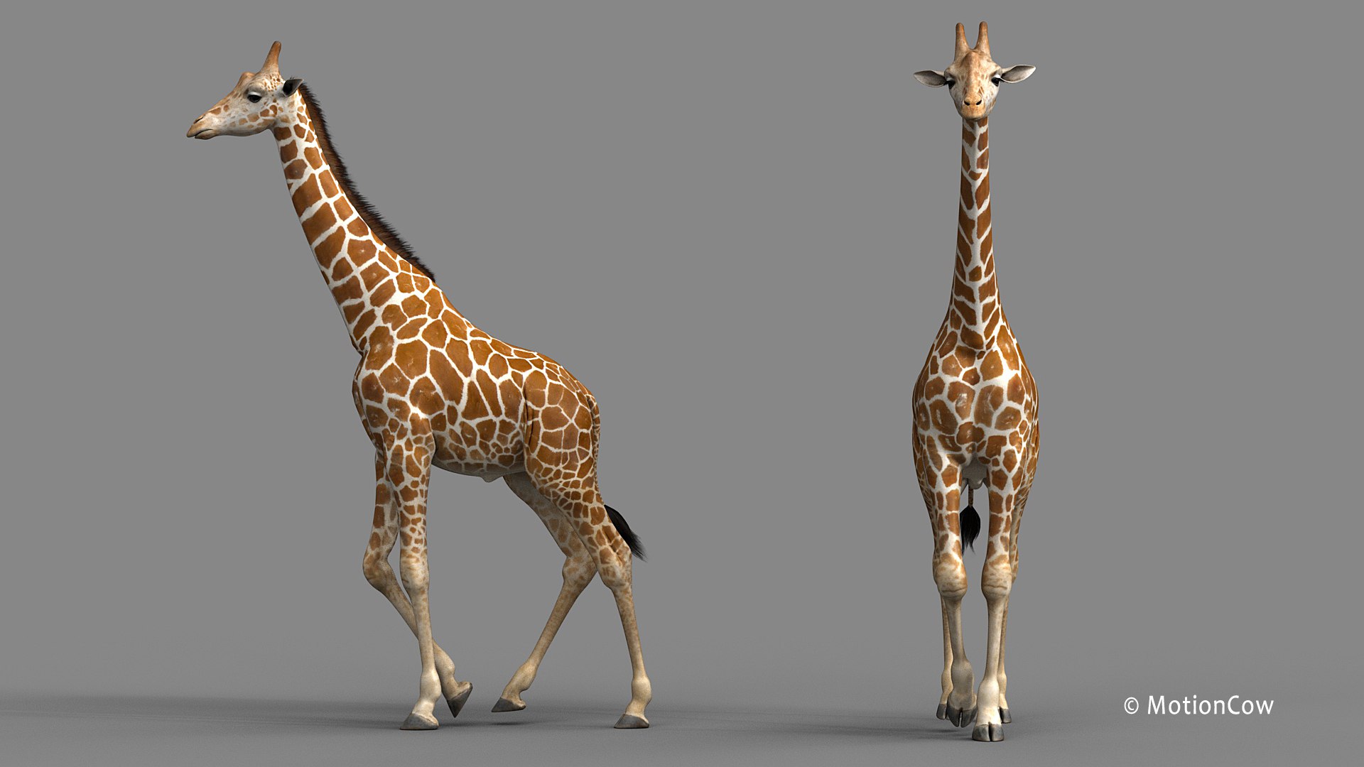 3D Realistic Rigged Animation - TurboSquid 1436301