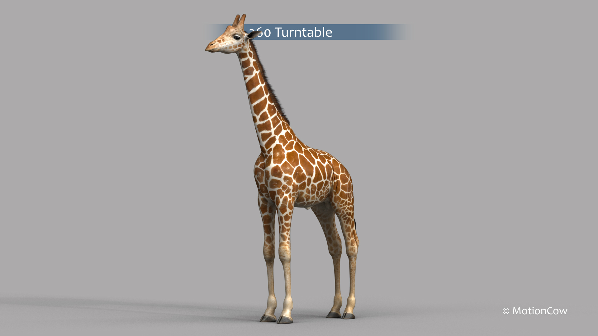 3D Realistic Rigged Animation - TurboSquid 1436301