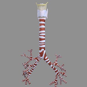 Larynx and trachea