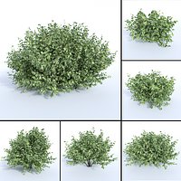 Cornus alba set Siberian dogwood
