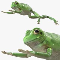 Ranoidea Caerulea Frog