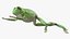 Ranoidea Caerulea Frog