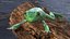 Ranoidea Caerulea Frog