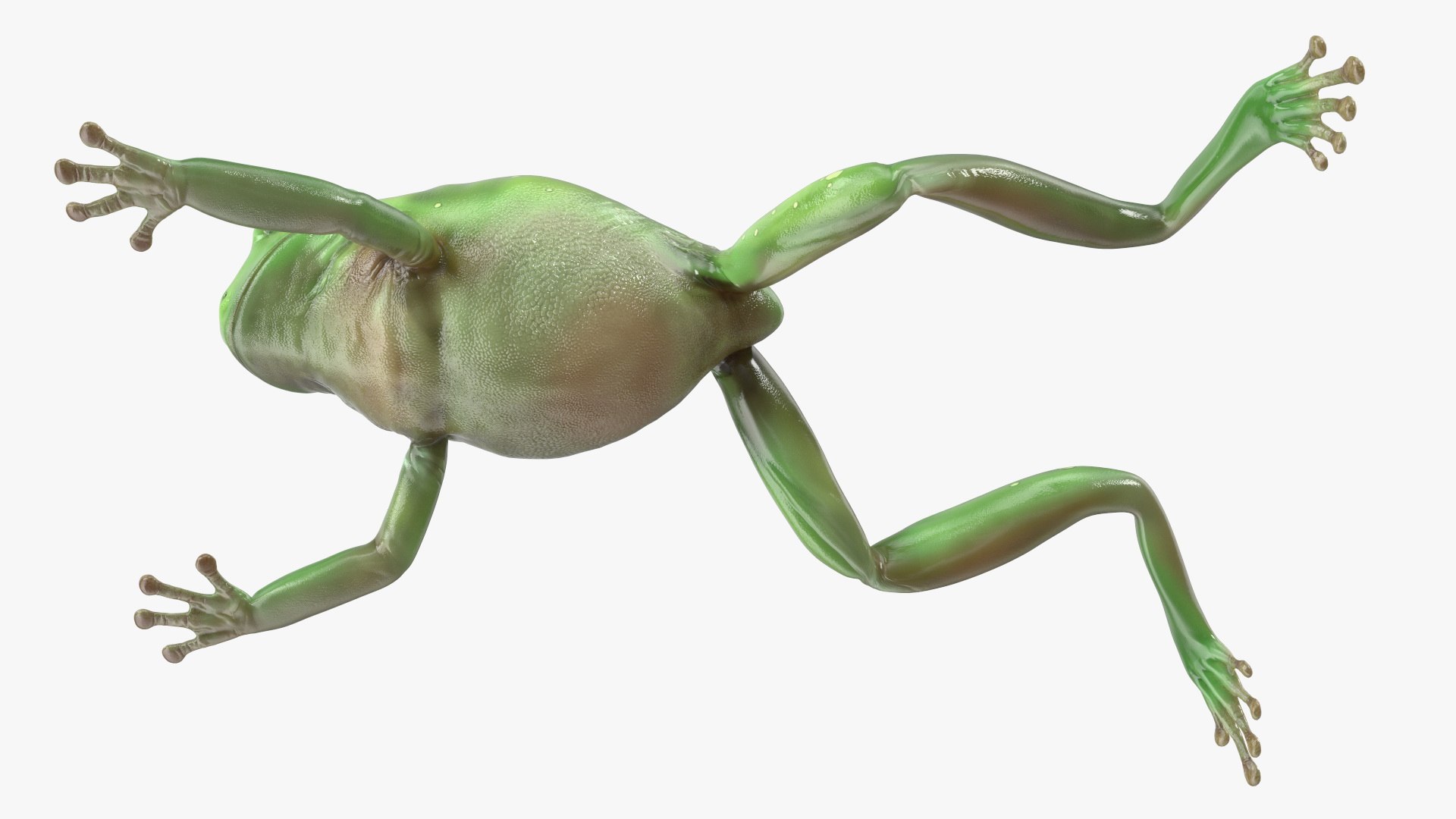 Ranoidea Caerulea Frog 3D https://p.turbosquid.com/ts-thumb/be/QAaSOc/AJ/ranoideacaeruleafrogc4dmodel012/jpg/1719605467/1920x1080/fit_q87/50dd312b7ede1b2edf5974137400b795809d82bf/ranoideacaeruleafrogc4dmodel012.jpg