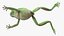 Ranoidea Caerulea Frog