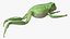 Ranoidea Caerulea Frog