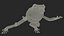 Ranoidea Caerulea Frog