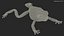 Ranoidea Caerulea Frog