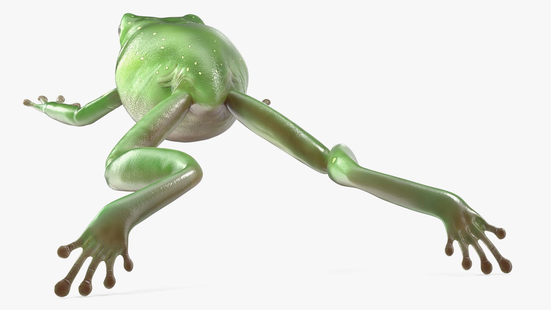 Ranoidea Caerulea Frog 3D https://p.turbosquid.com/ts-thumb/be/QAaSOc/RH/ranoideacaeruleafrogc4dmodel009/jpg/1719605452/1920x1080/fit_q87/da0e96396dfe202443002a32a2b7933e21b6ea1d/ranoideacaeruleafrogc4dmodel009.jpg