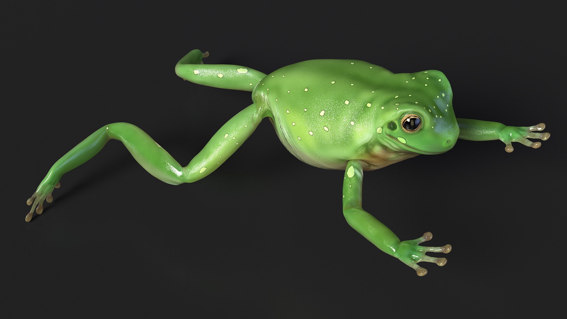 Ranoidea Caerulea Frog 3D https://p.turbosquid.com/ts-thumb/be/QAaSOc/SF/ranoideacaeruleafrogc4dmodel005/jpg/1719605435/1920x1080/fit_q87/7028418299450b2388ff0daafb11b91917903588/ranoideacaeruleafrogc4dmodel005.jpg