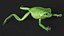 Ranoidea Caerulea Frog