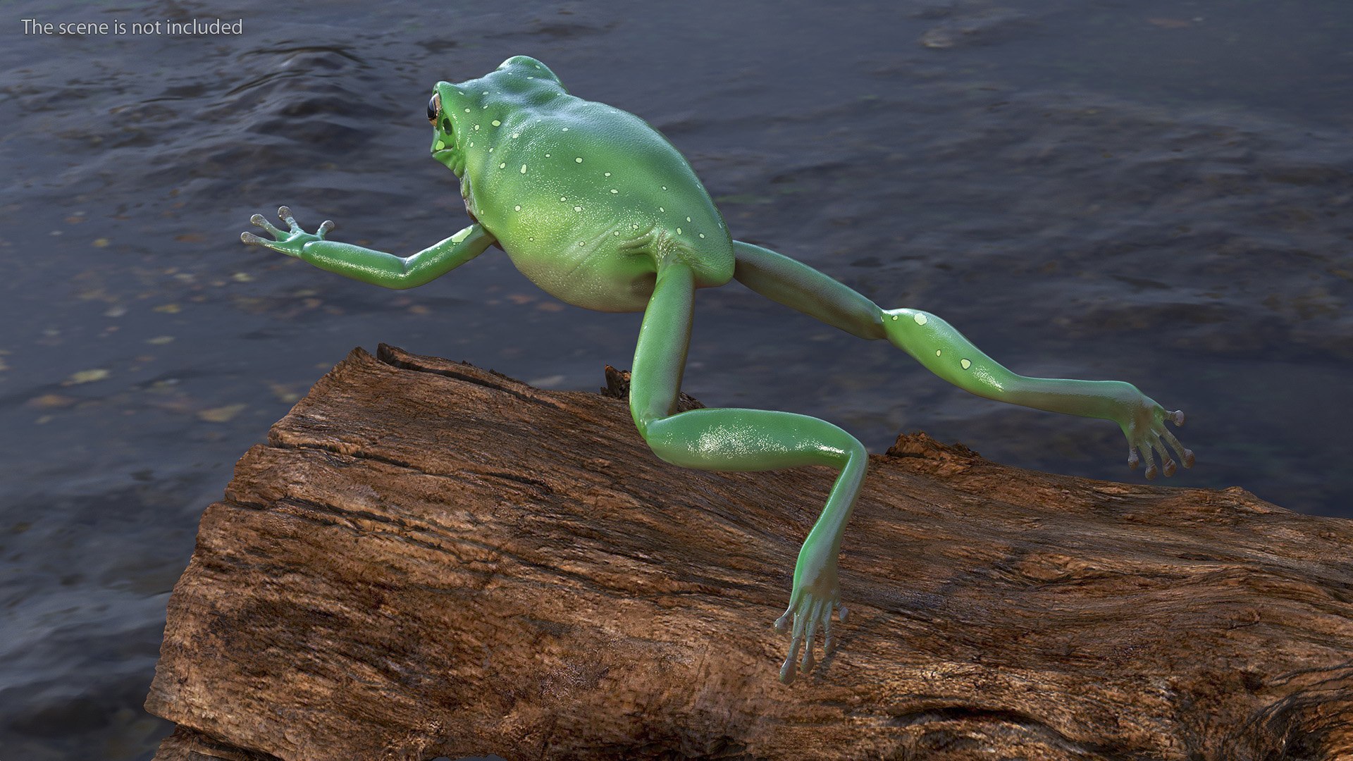 Ranoidea Caerulea Frog 3D https://p.turbosquid.com/ts-thumb/be/QAaSOc/ZG/ranoideacaeruleafrogc4dmodel003/jpg/1719605426/1920x1080/fit_q87/fd8340e461da71d96a514cc456e76c4ac053e3bf/ranoideacaeruleafrogc4dmodel003.jpg