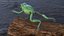Ranoidea Caerulea Frog
