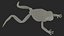 Ranoidea Caerulea Frog