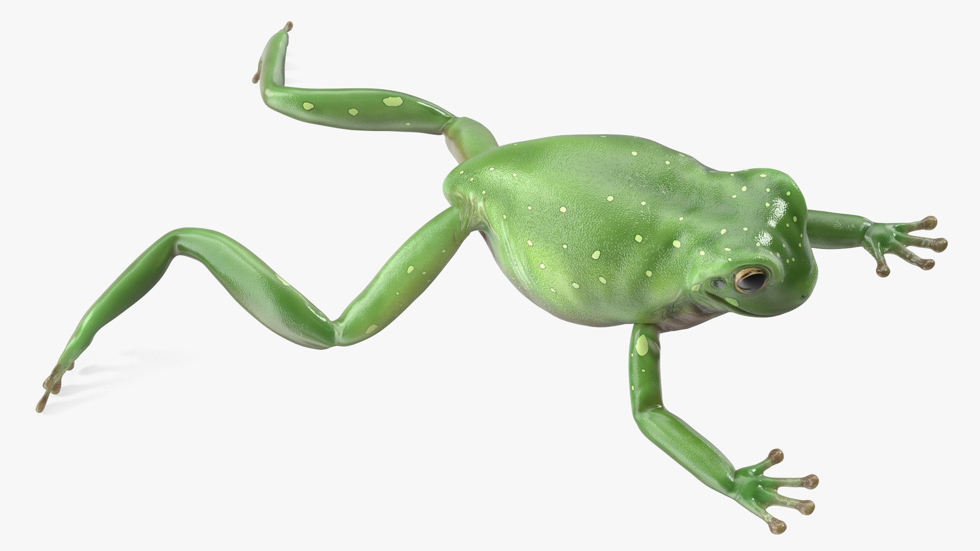 Ranoidea Caerulea Frog 3D https://p.turbosquid.com/ts-thumb/be/QAaSOc/Zf/ranoideacaeruleafrogc4dmodel011/jpg/1719605462/1920x1080/fit_q87/625512a1882f111a53a94e33140f25afdf3ff24f/ranoideacaeruleafrogc4dmodel011.jpg