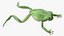 Ranoidea Caerulea Frog