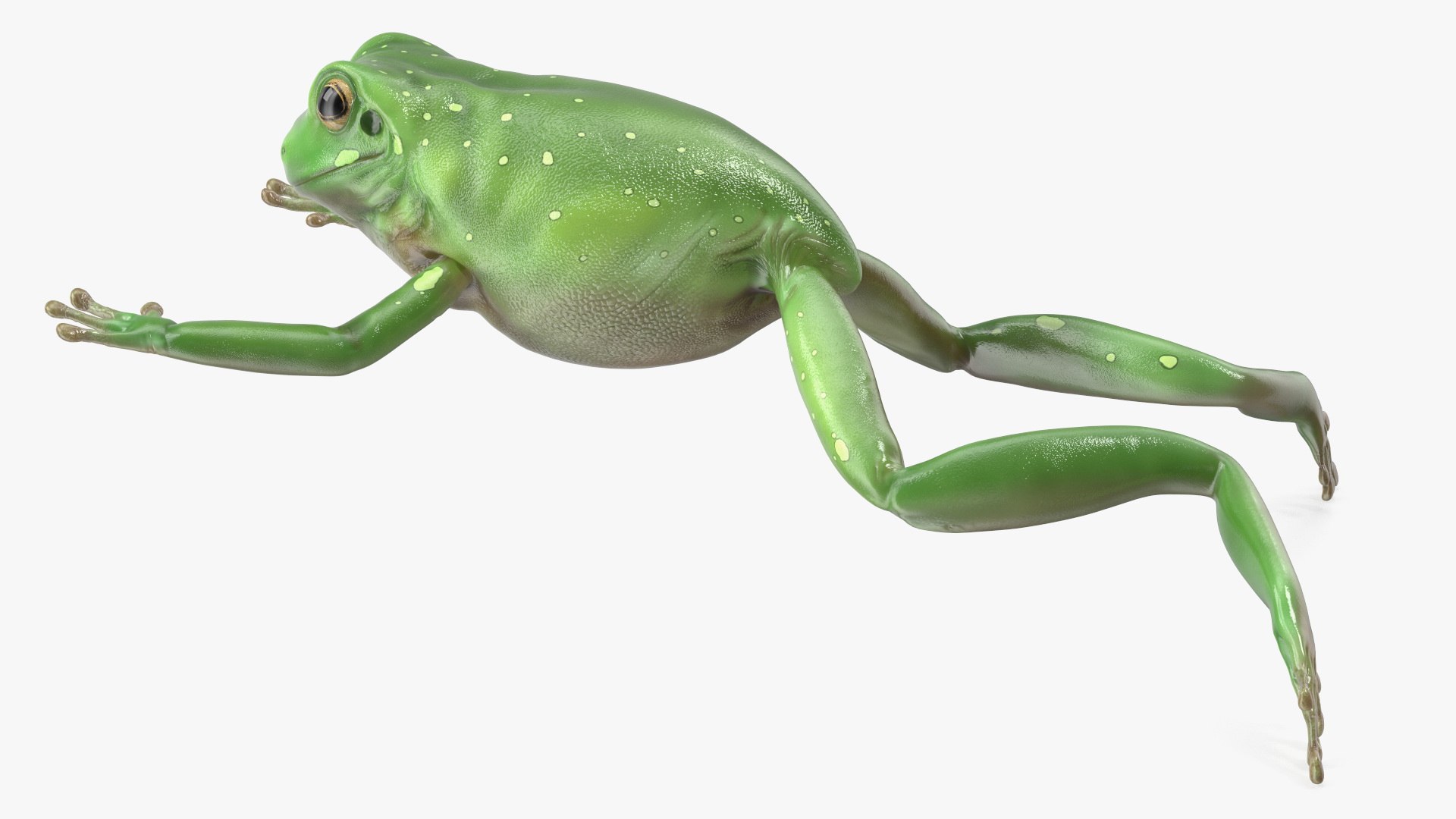 Ranoidea Caerulea Frog 3D https://p.turbosquid.com/ts-thumb/be/QAaSOc/lS/ranoideacaeruleafrogc4dmodel010/jpg/1719605457/1920x1080/fit_q87/483a4b2e3b5e80f2b859dc0260300b9210b891a0/ranoideacaeruleafrogc4dmodel010.jpg