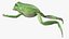 Ranoidea Caerulea Frog
