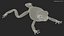 Ranoidea Caerulea Frog
