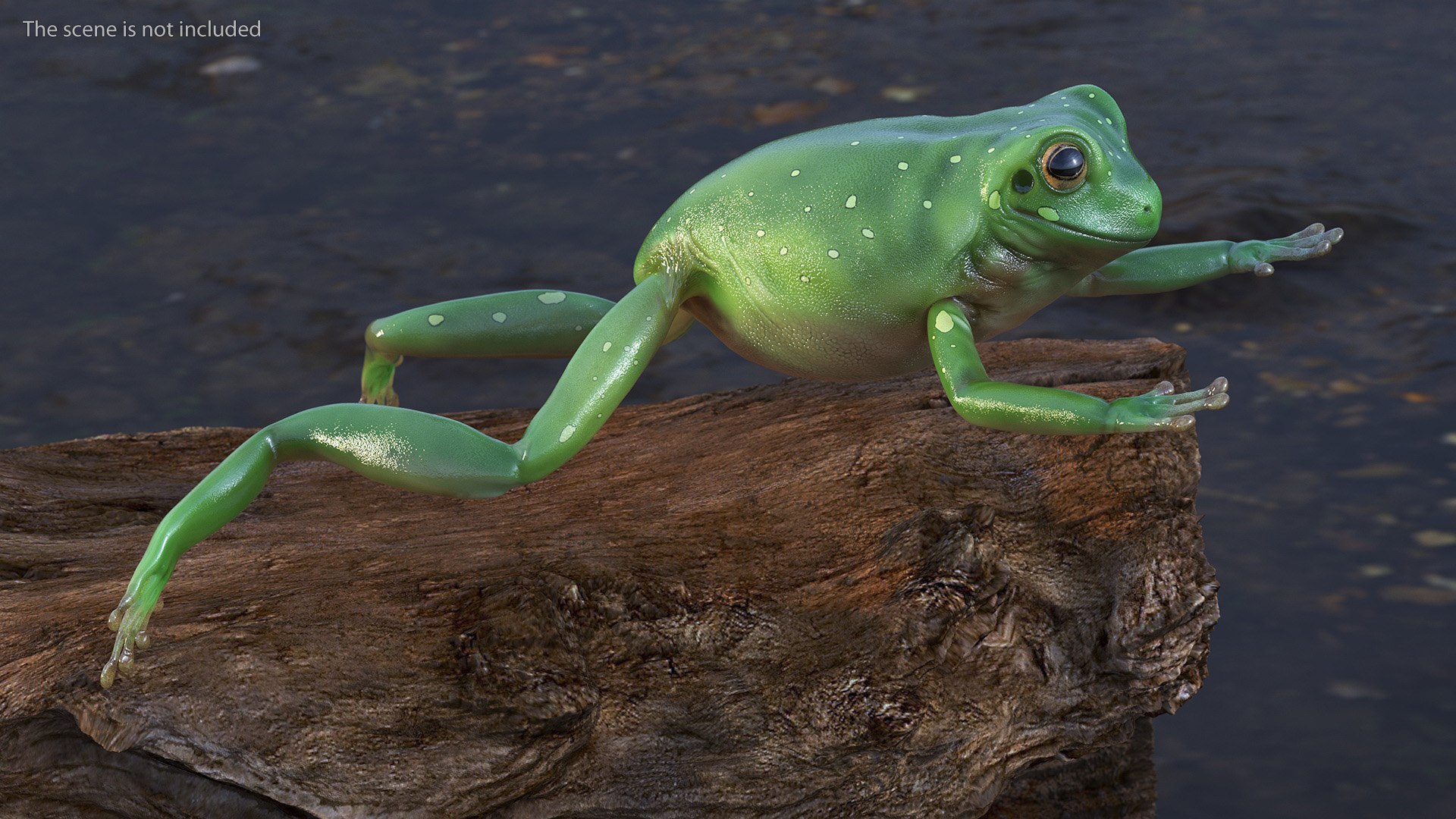 Ranoidea Caerulea Frog 3D https://p.turbosquid.com/ts-thumb/be/QAaSOc/n8/ranoideacaeruleafrogc4dmodel002/jpg/1719605421/1920x1080/fit_q87/fc5fe105c3d584b9d296079c9b49eb39818a7f84/ranoideacaeruleafrogc4dmodel002.jpg