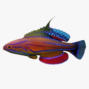 flasher wrasse 3d 3ds