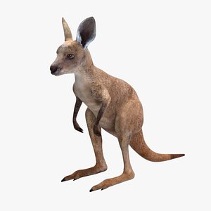 3D Baby Kangaroo Rigged for Cinema 4D