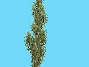 3ds poplar tree
