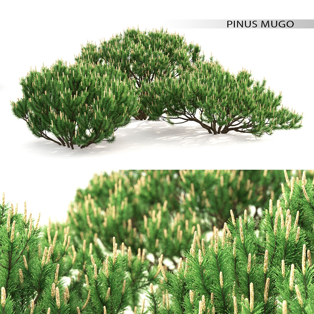 Trees Mugo 3D Model - TurboSquid 1694574