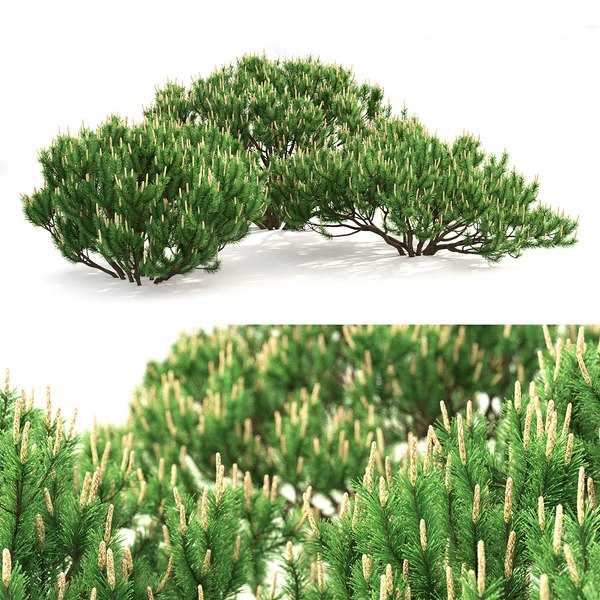 Glauca globosa 3D model - TurboSquid 1668873