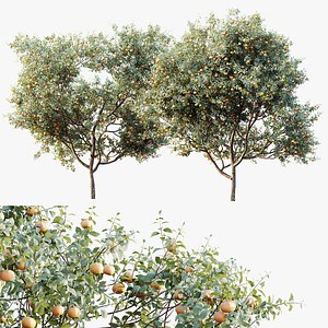 AV Plants Citrus Dancy Mandarin Tangerine Version02