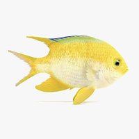 Golden Damsel Fish