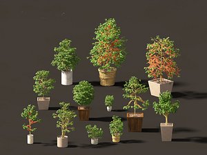 3D Coffea arabica - Arabian coffee