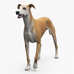 Adult Racing Greyhound Male Fawn Rigged 3D model