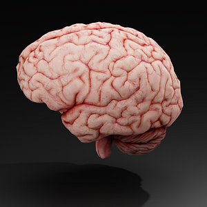 Human Brain model Low Cost