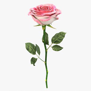 Single Beautiful Pink Rose 3D model