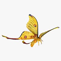 Comet Moth Flying Pose with Fur 3D Model