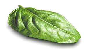 Fresh Basil Leaf 3D model