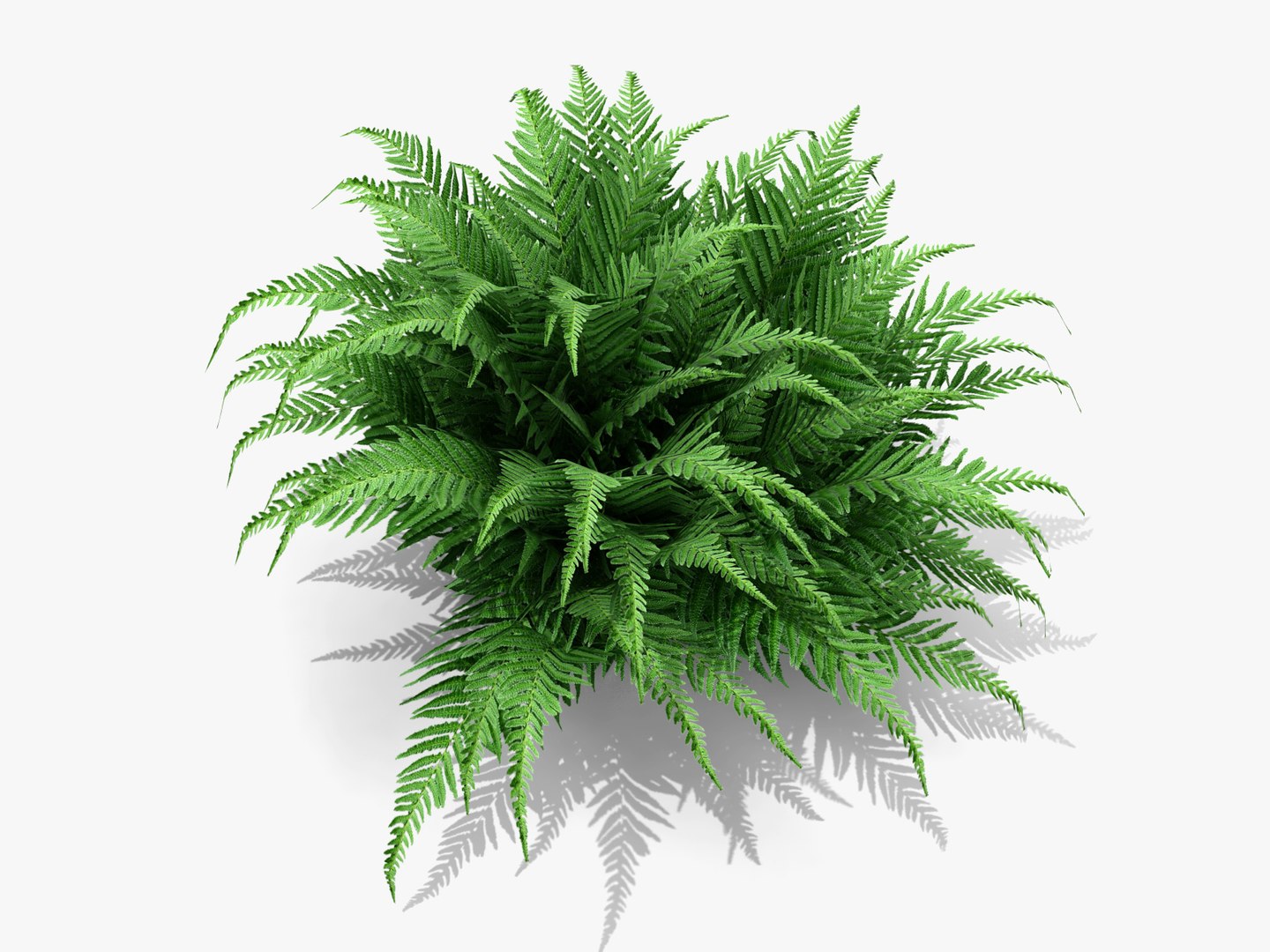 Plant Robust Male Fern Obj