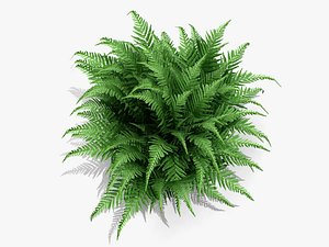 plant robust male fern obj